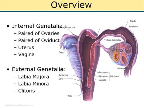 genetal|female pictures of genital.